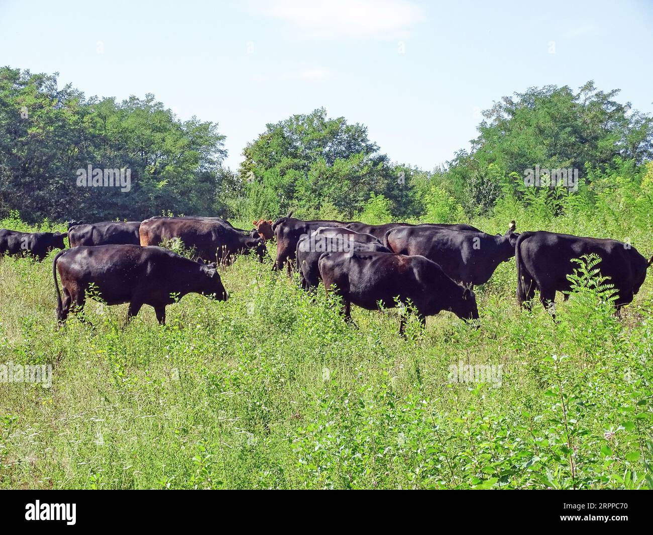 Herd of black angus cows on the meadow Stock Photo