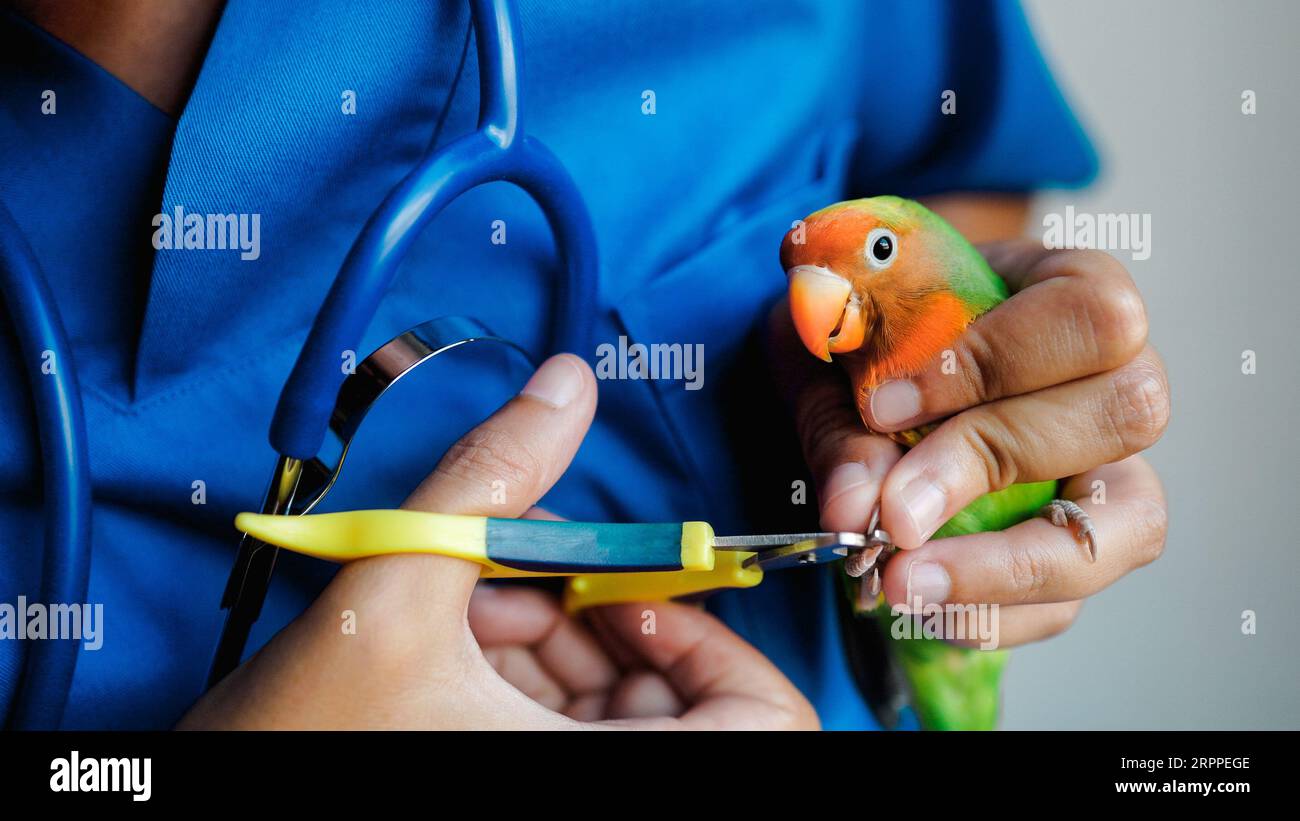 Exotic veterinarian trim parrot love bird nails - Tropical companion animals Stock Photo