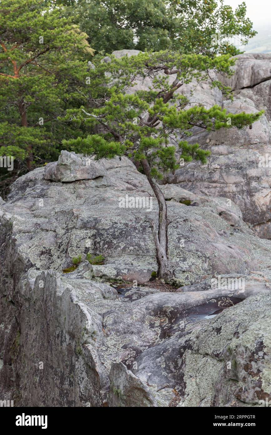 Tree grows out from the rock at the top of the mountain in Cheyene Rock Village park near Leesburg, Alabama Stock Photo