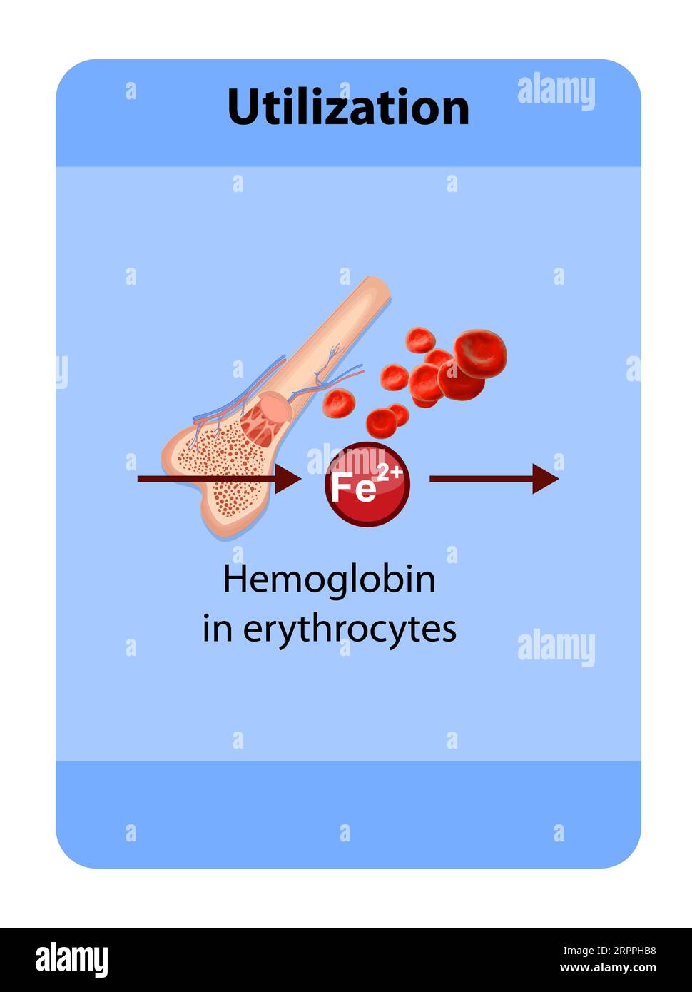 iron distribution in the body, iron deposition, utilization, bone ...