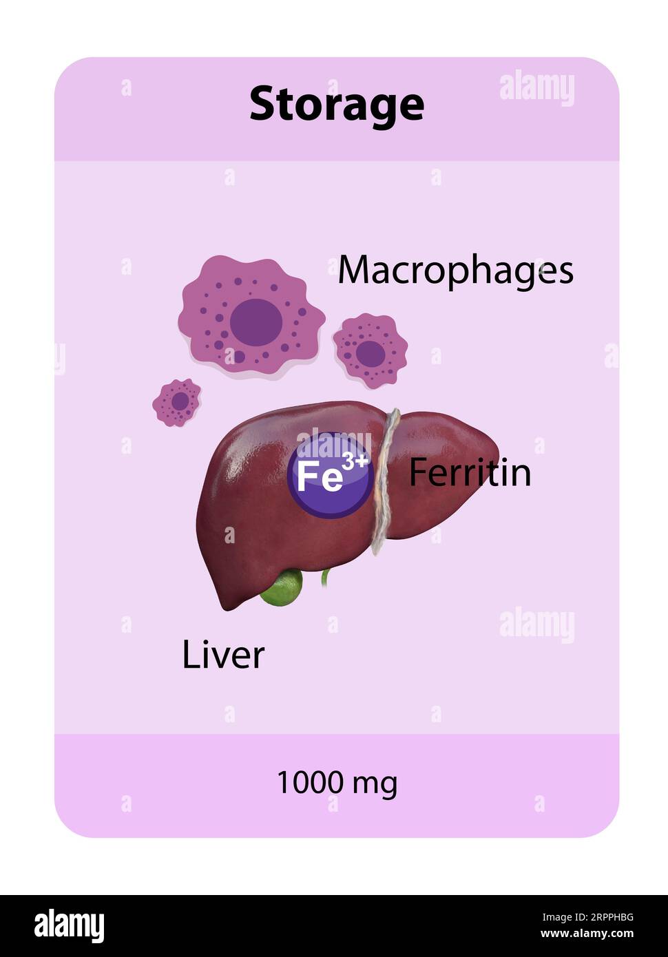 iron distribution in the body, iron storage, macrophages, iron penos