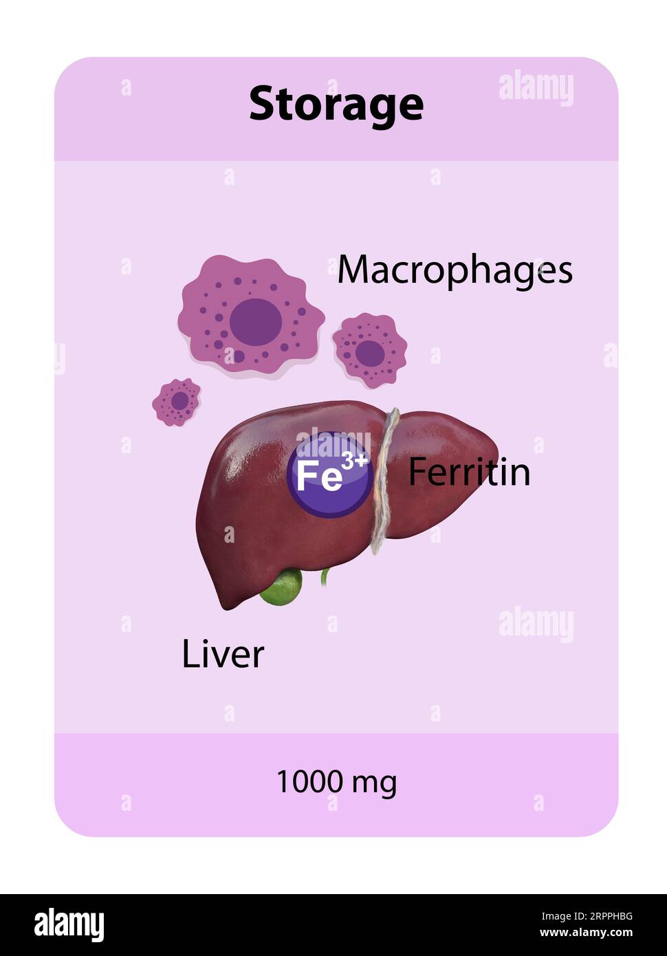 iron distribution in the body, iron storage, macrophages, iron penos, transferrin, 2d and 3d graphics, illustration Stock Photo