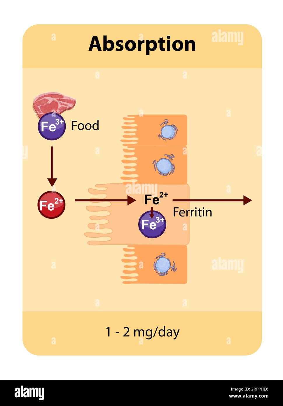 Iron absorption occurs primarily in the duodenum where dietary iron, both heme and non-heme, is absorbed by enterocytes and transported through the bo Stock Photo