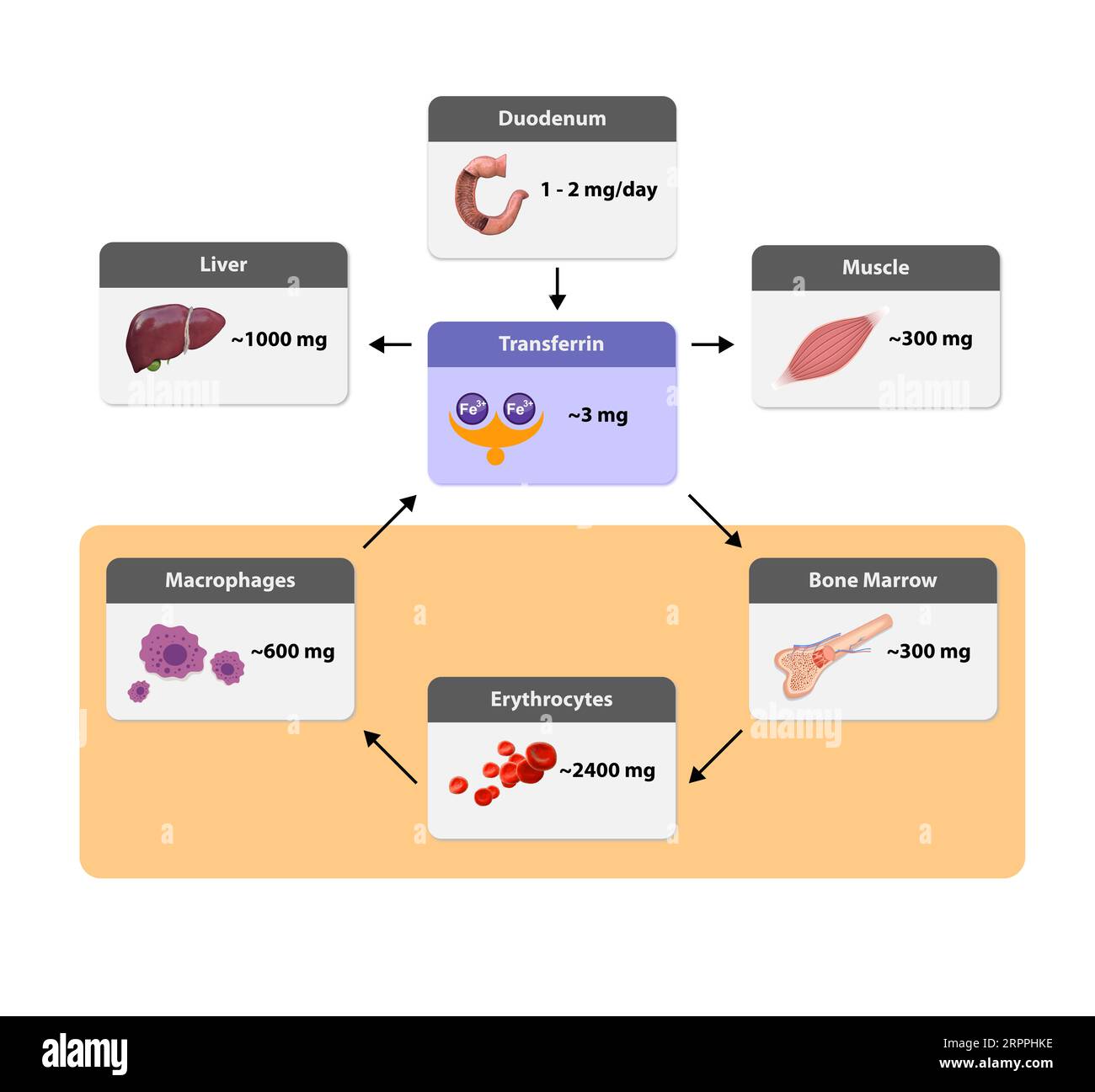 Iron recycling and distribution in the body. Body iron is