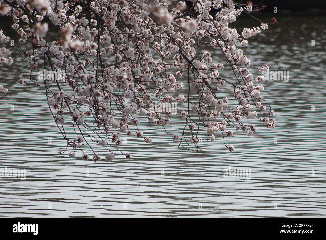 Tidal basin culture hi-res stock photography and images - Alamy