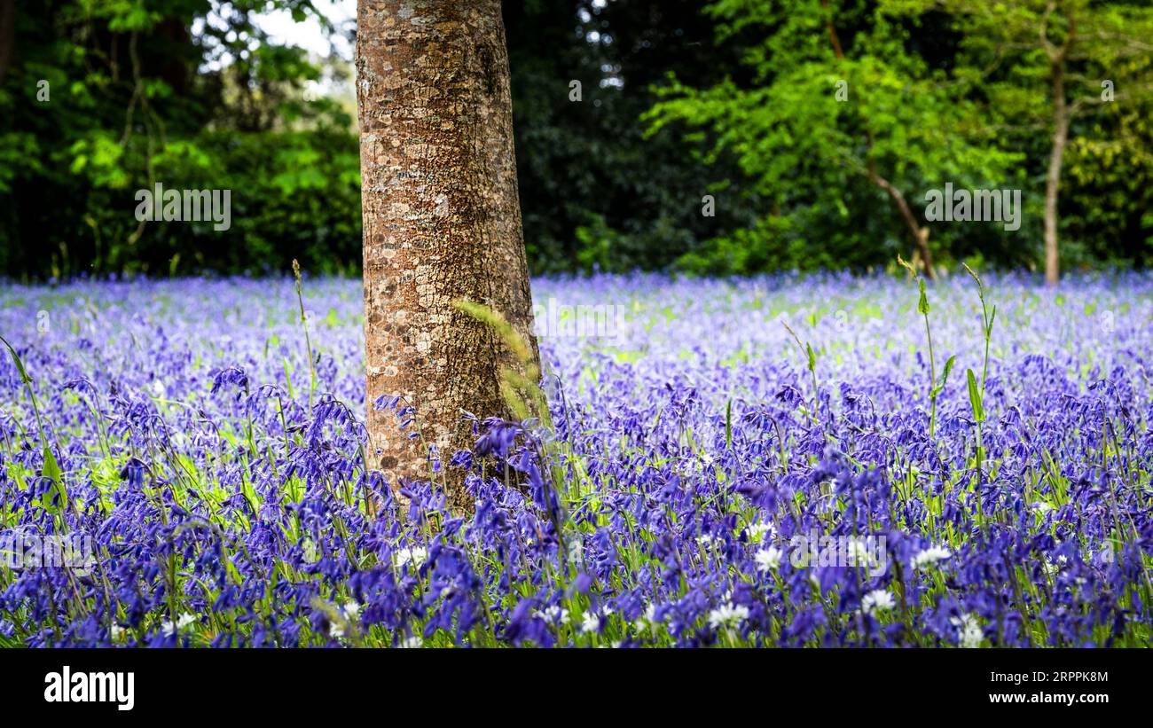 A field of Common English Bluebells Hyacinthoides non-scripta in the quiet historic Parc Lye area in Enys Gardens in Penryn in Cornwall in the UK. Stock Photo