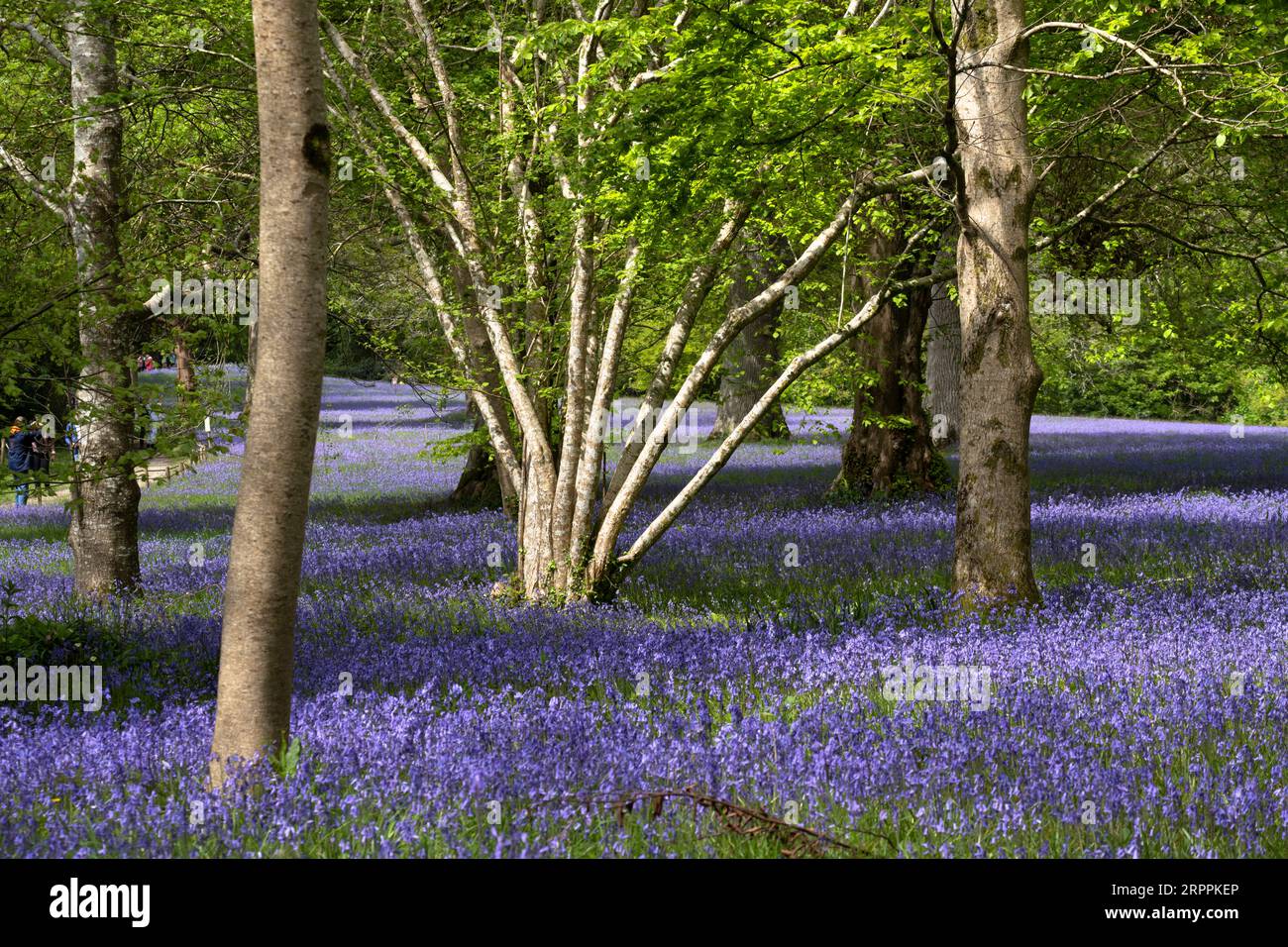 A field of Common English Bluebells Hyacinthoides non-script in the quiet  historic Parc Lye area in Enys Gardens in Penryn in Cornwall in the UK. Stock Photo