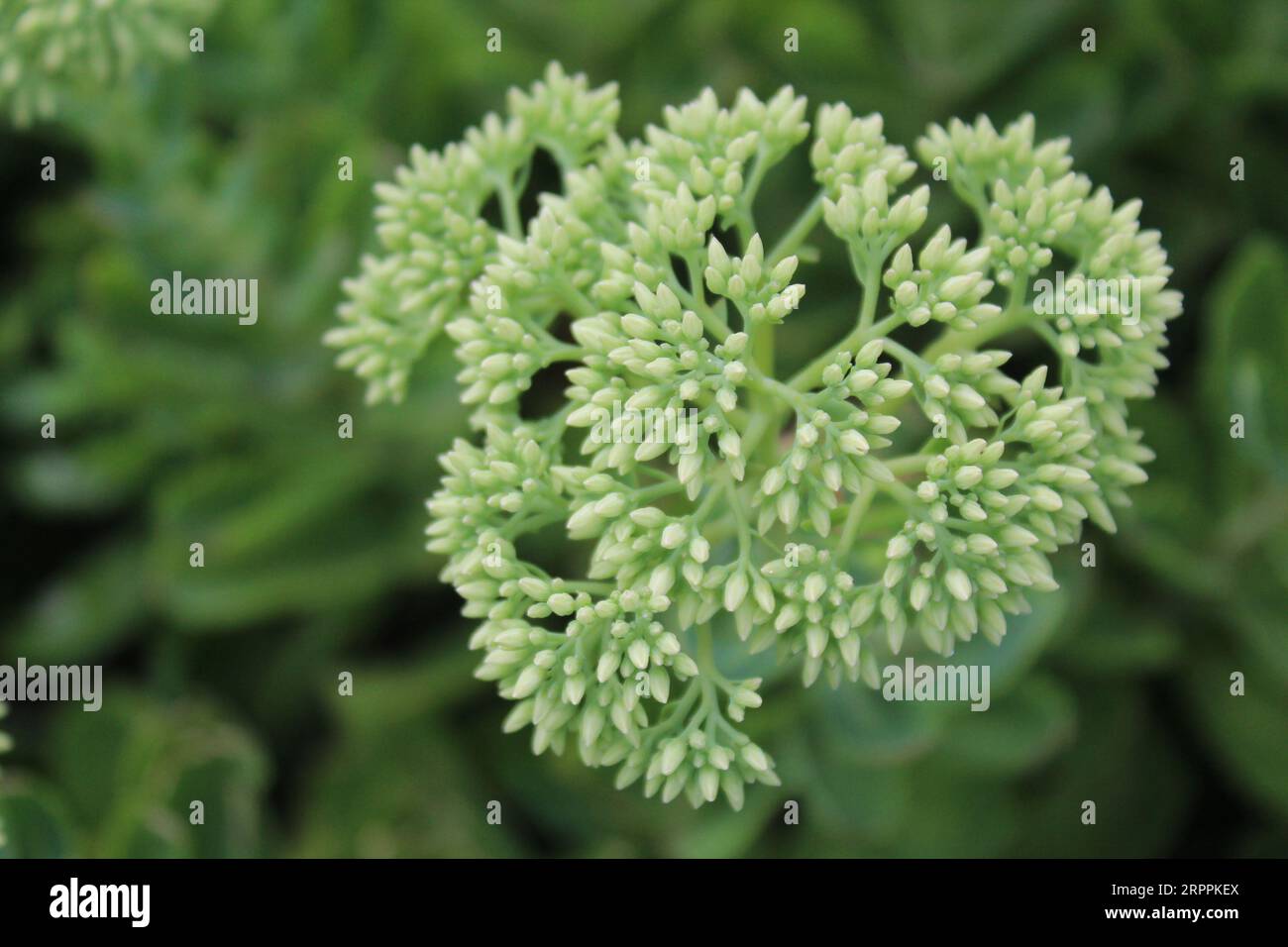 Spring Orpine, Sedum telephium, in Garden. Stock Photo