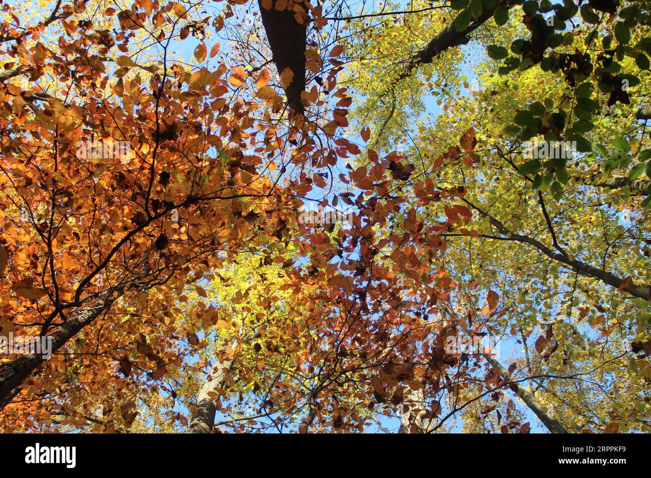 Skyward View of the Foliage of High-Rise trees with their changing leaves in Maryland, United States. Stock Photo