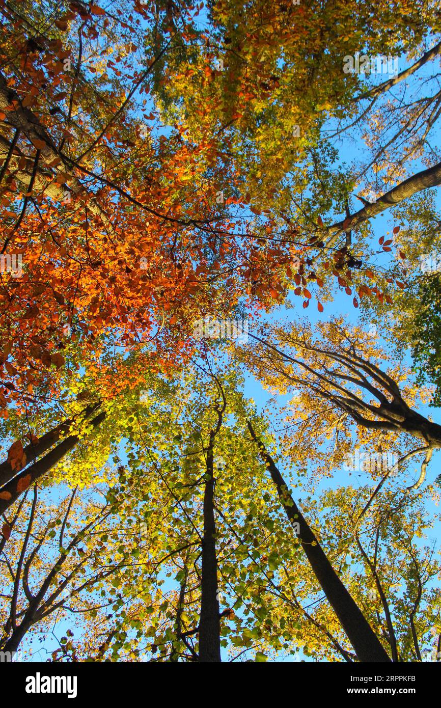 Skyward View of the Foliage of High-Rise trees with their changing leaves in Maryland, United States. Stock Photo