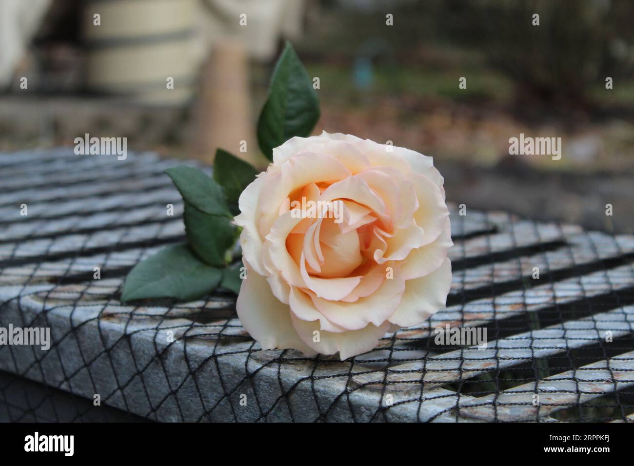 Pink Garden Rose on Outside Bench covered in Netting. Stock Photo