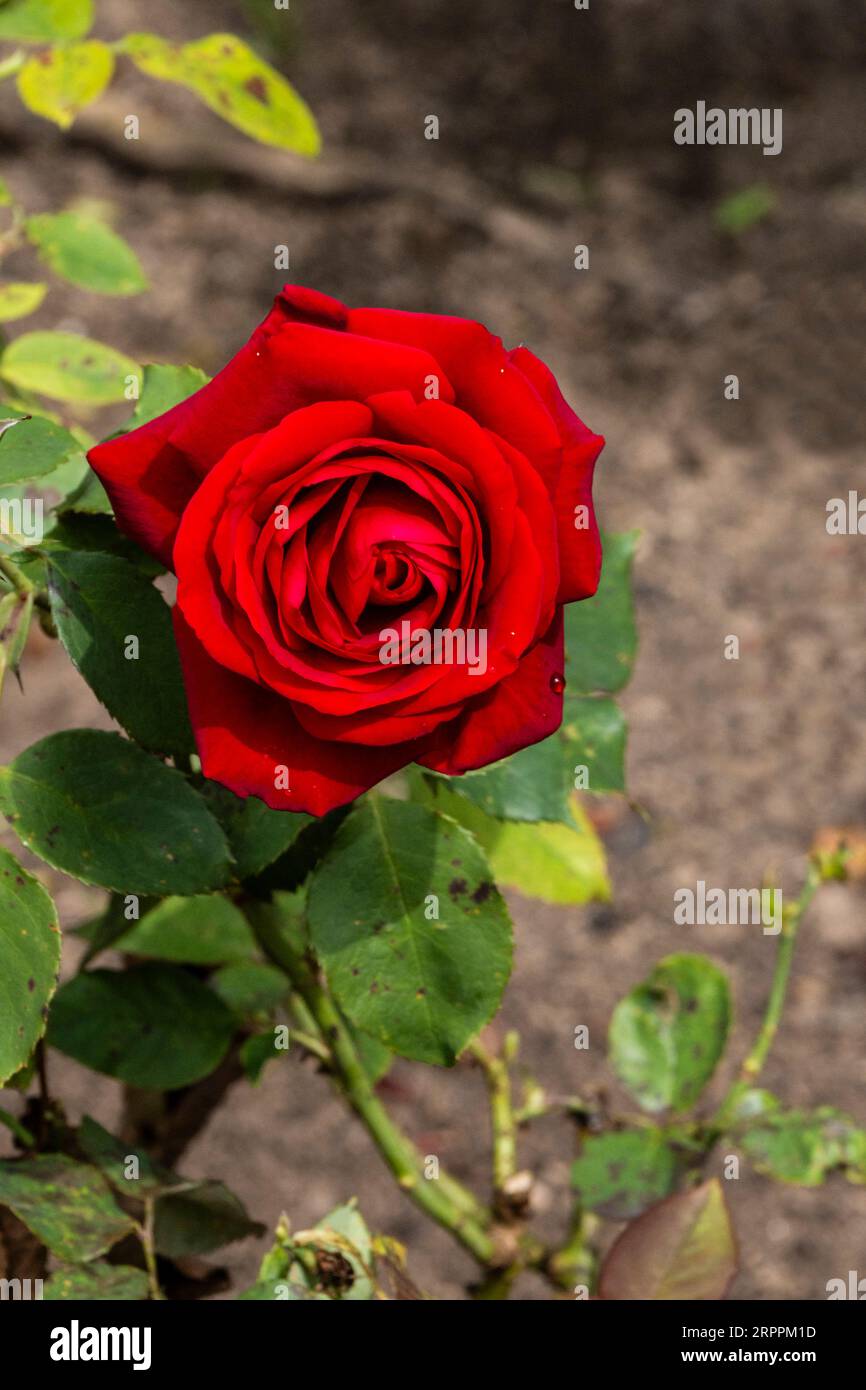 Royal William Rose growing in a garden in Newquay in Cornwall in the UK ...