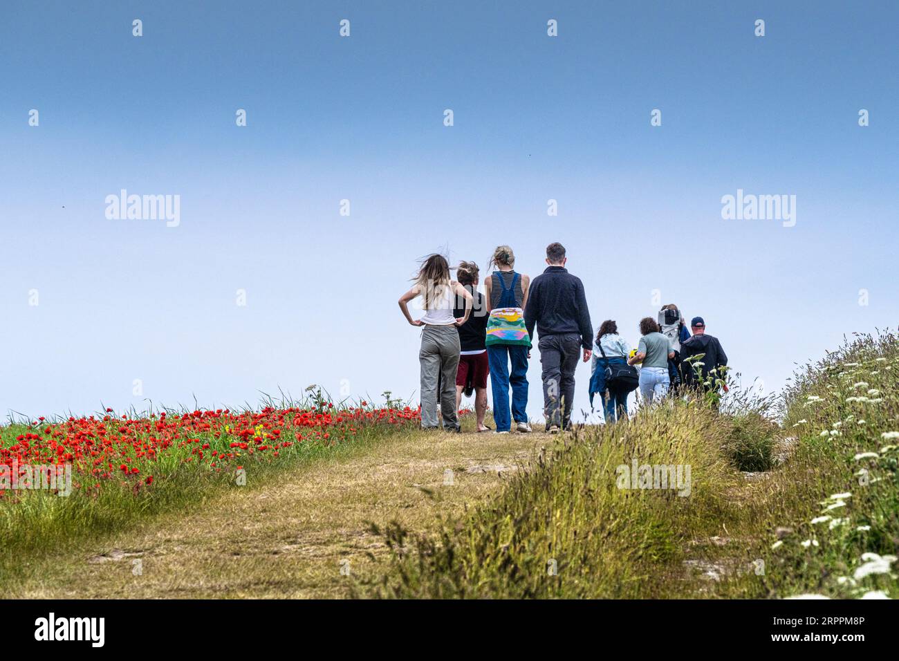 Visitors holidaymakers walking along the edge of a field of Common Poppies Papaver rhoeas on West Pentire in Newquay in Cornwall in the UK in Europe. Stock Photo