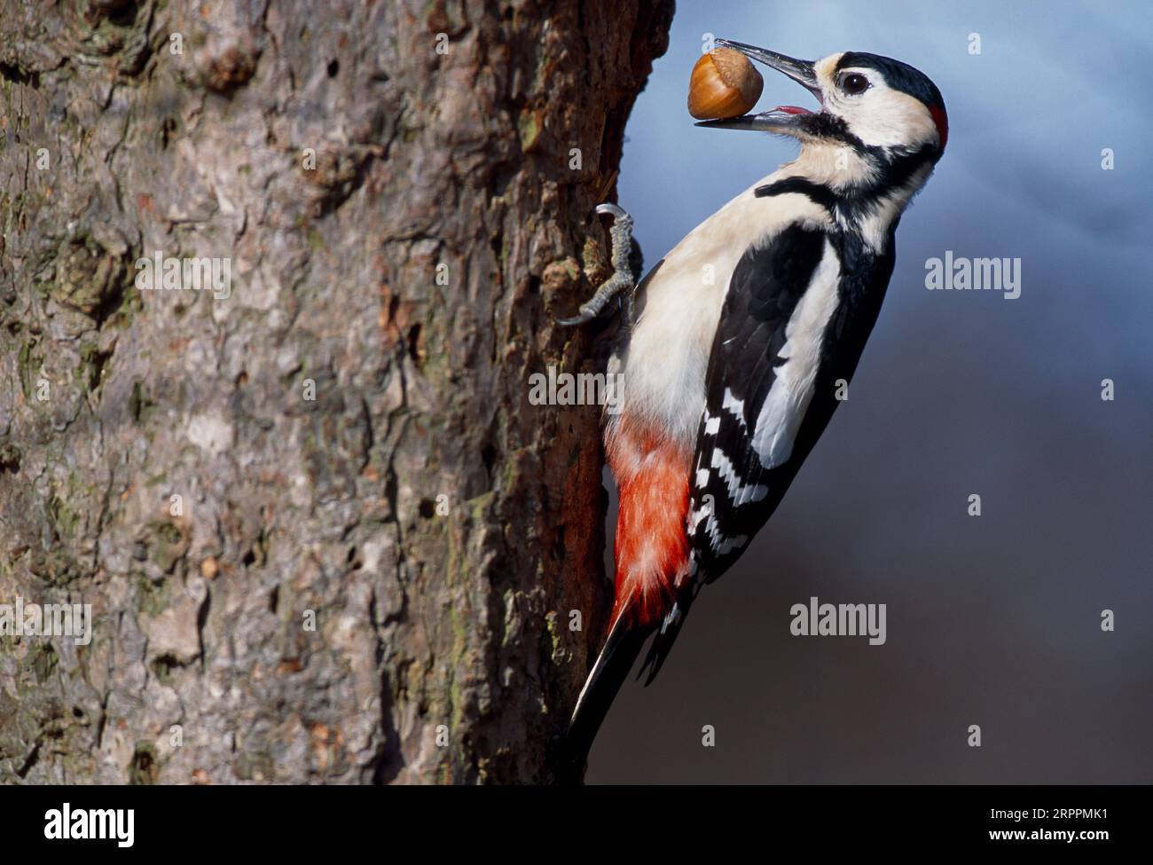 Nut cracking beak hires stock photography and images Alamy