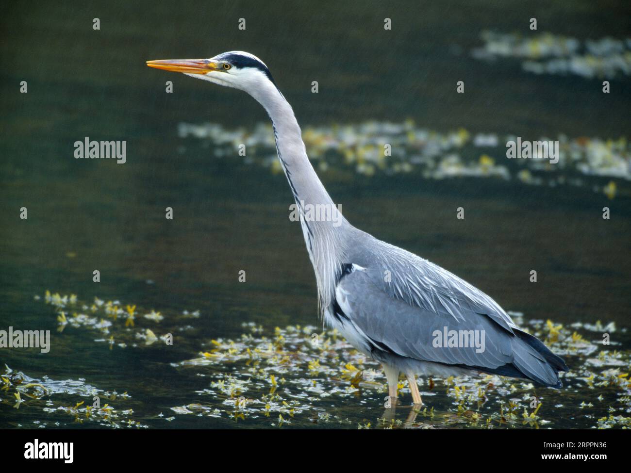 Grey Heron (Ardea cinerea) adult bird stalking through shallow water in rain at the edge of a sea loch on the Isle of Rum, Scotland Stock Photo
