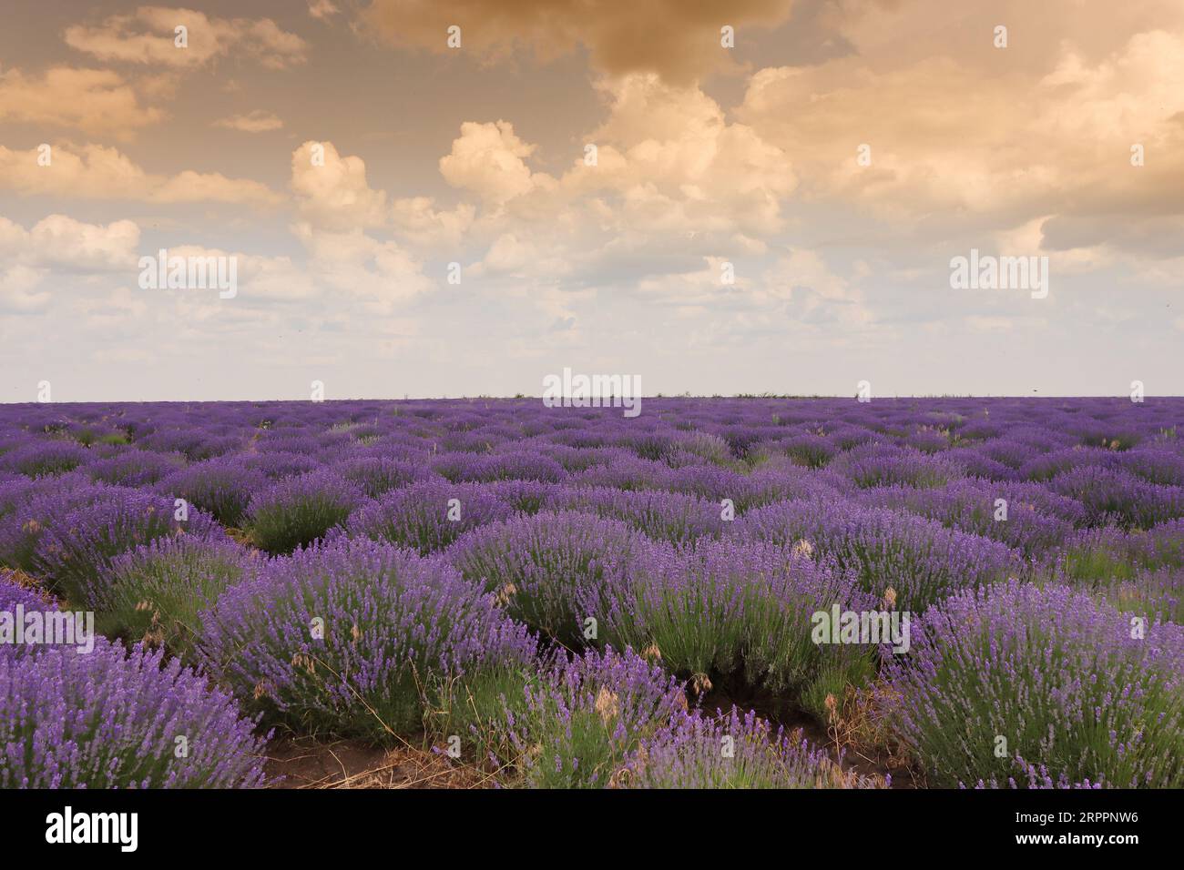 Beautiful lavender field, Moldova Stock Photo