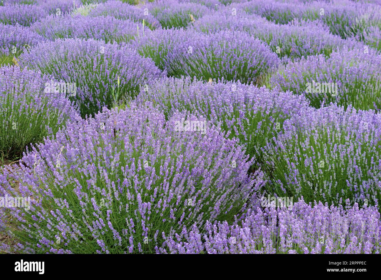 Beautiful lavender field, Moldova Stock Photo