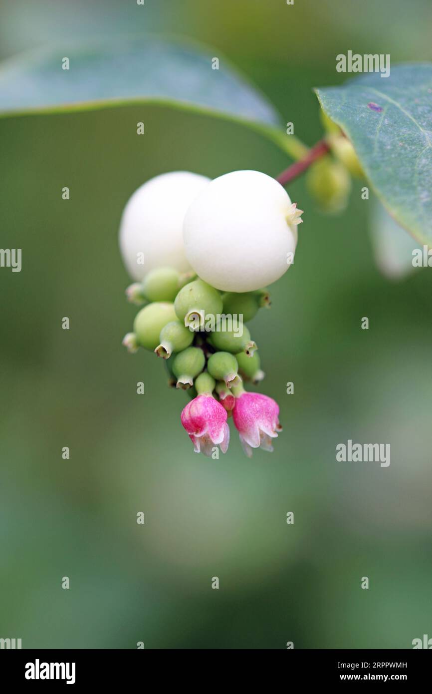 Snowberry, Symphoricarpos albus, pink flowers and white fruits in close up with a background of blurred leaves. Stock Photo