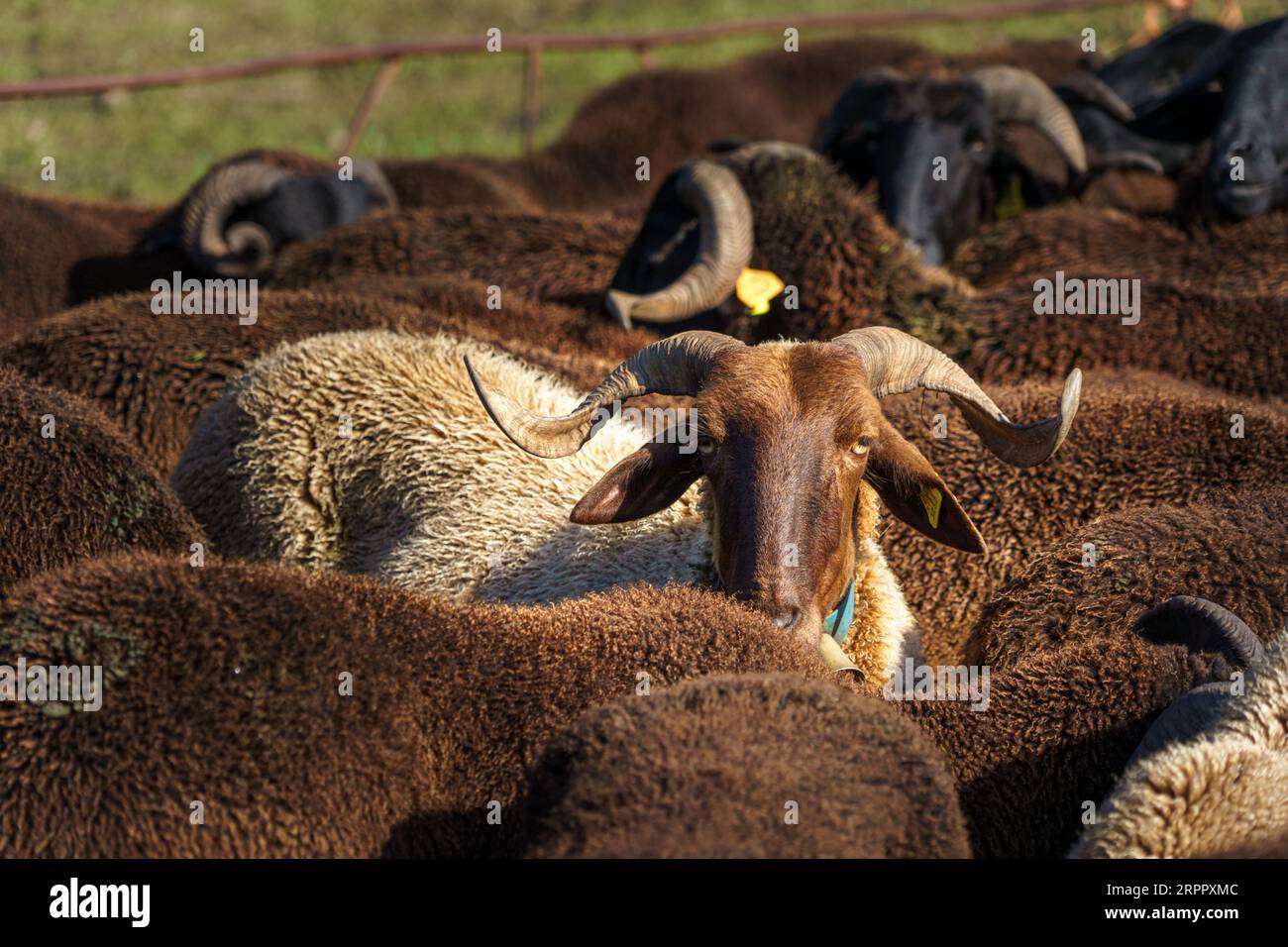 Sheep ram horns merino hi-res stock photography and images - Alamy