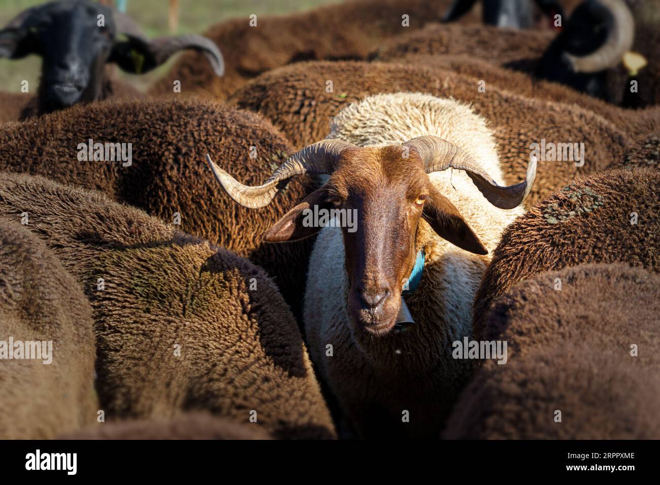 Sheep ram horns merino hi-res stock photography and images - Alamy