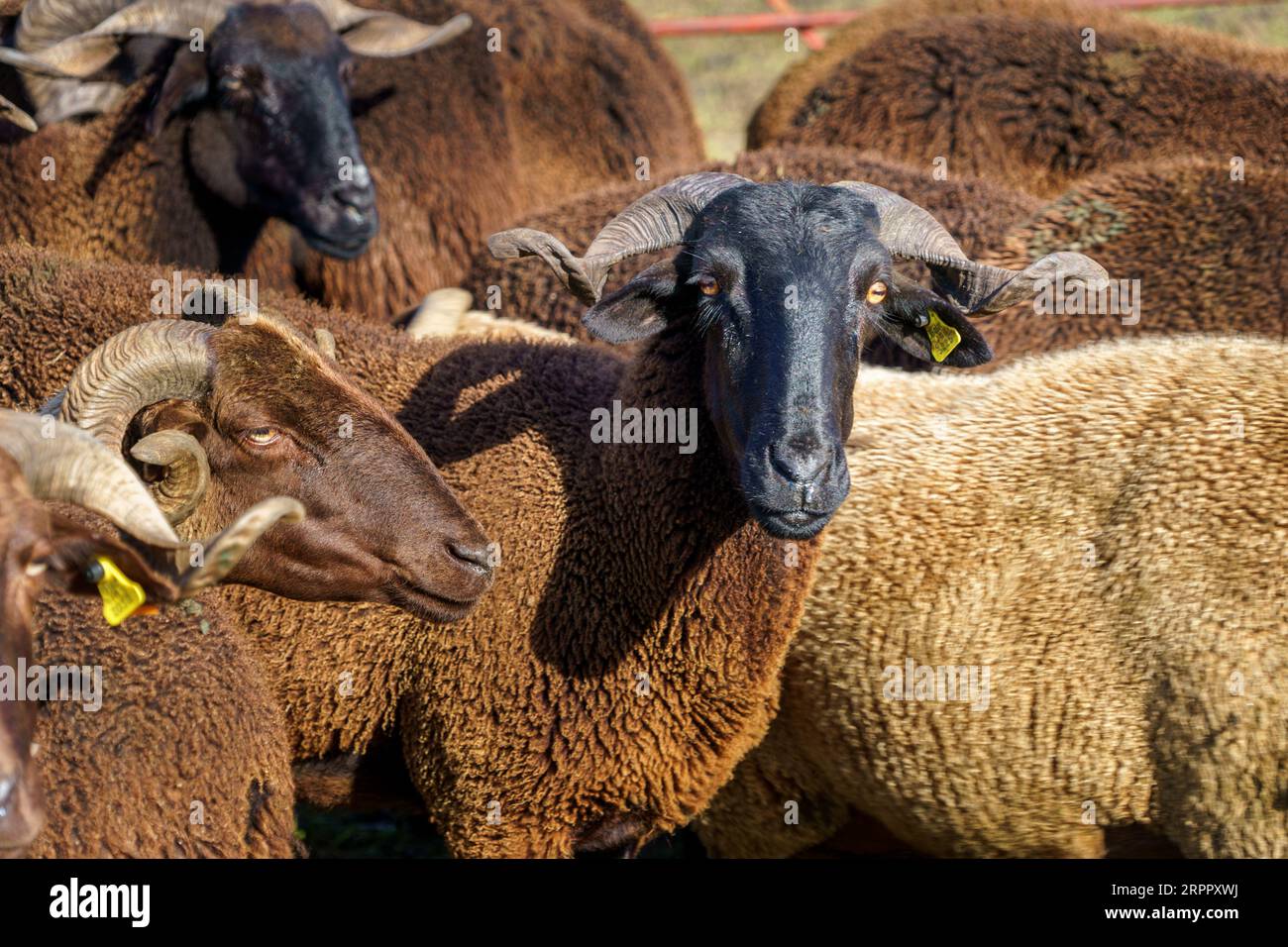 Curled ram horns hi-res stock photography and images - Alamy