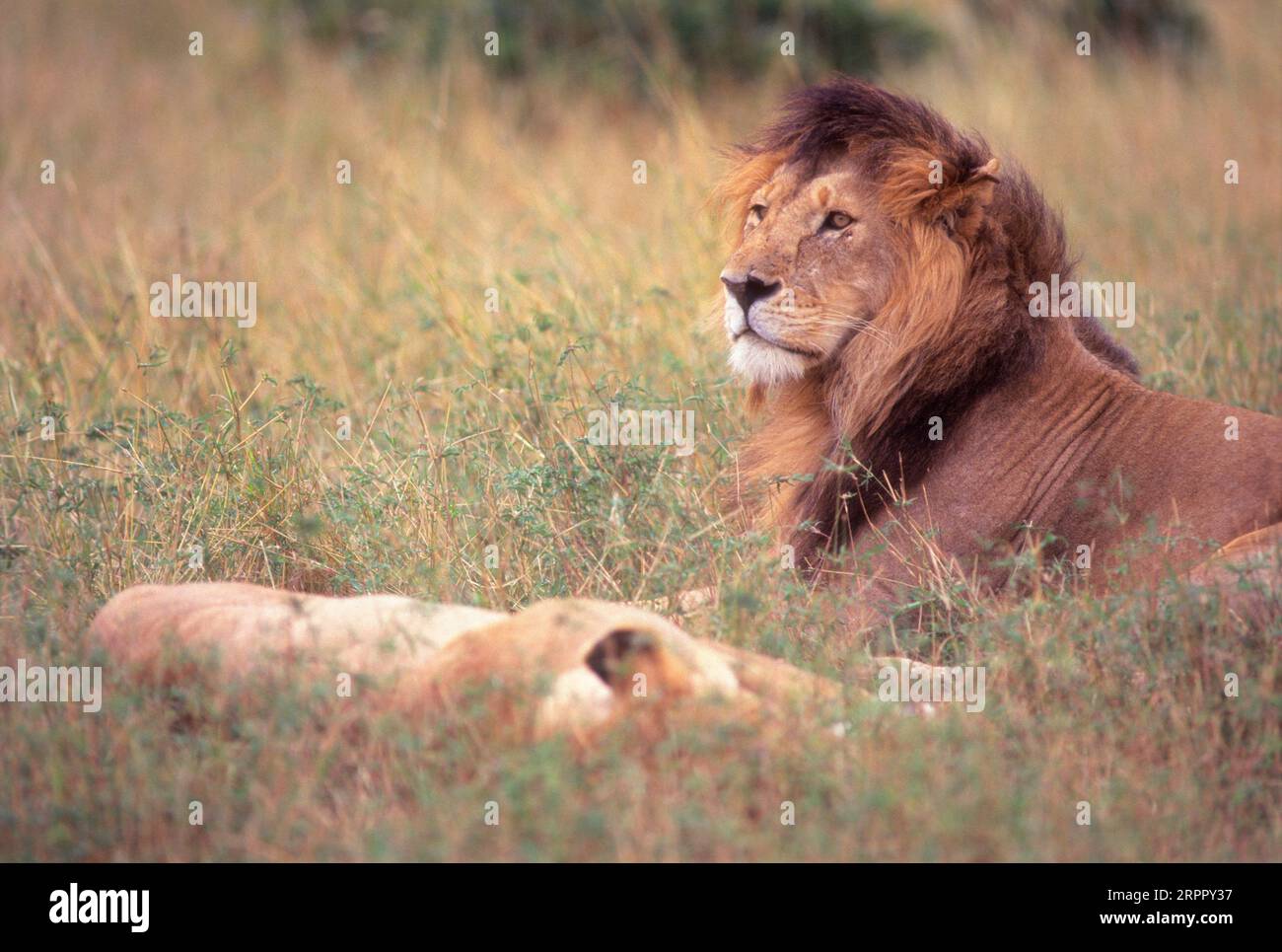 Lions masai mara hi-res stock photography and images - Alamy