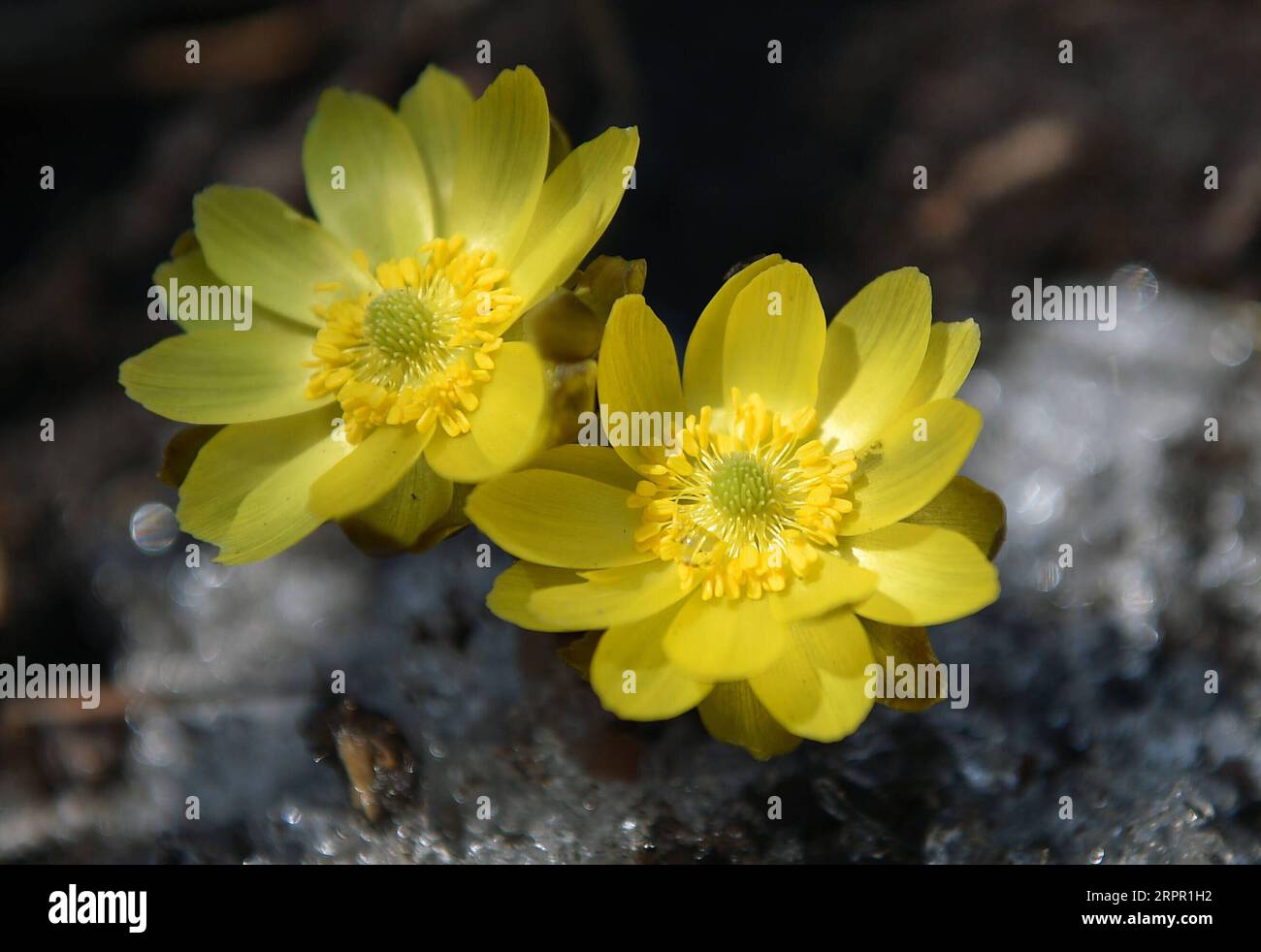 200324 -- CHANGCHUN, March 24, 2020 -- Photo taken on March 24, 2020 shows the blooming adonis amurensis at Jingyuetan national forest park in Changchun, northeast China s Jilin Province. Adonis amurensis is in blooming here as the weather gets warm.  CHINA-JILIN-CHANGCHUN-SPRING-FLOWERS CN LinxHong PUBLICATIONxNOTxINxCHN Stock Photo