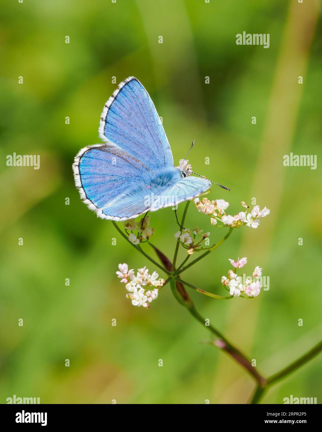 Adonis Blue Polyommatus bellargus male at Rough Bank Butterfly Conservation reserve in Gloucestershire UK Stock Photo