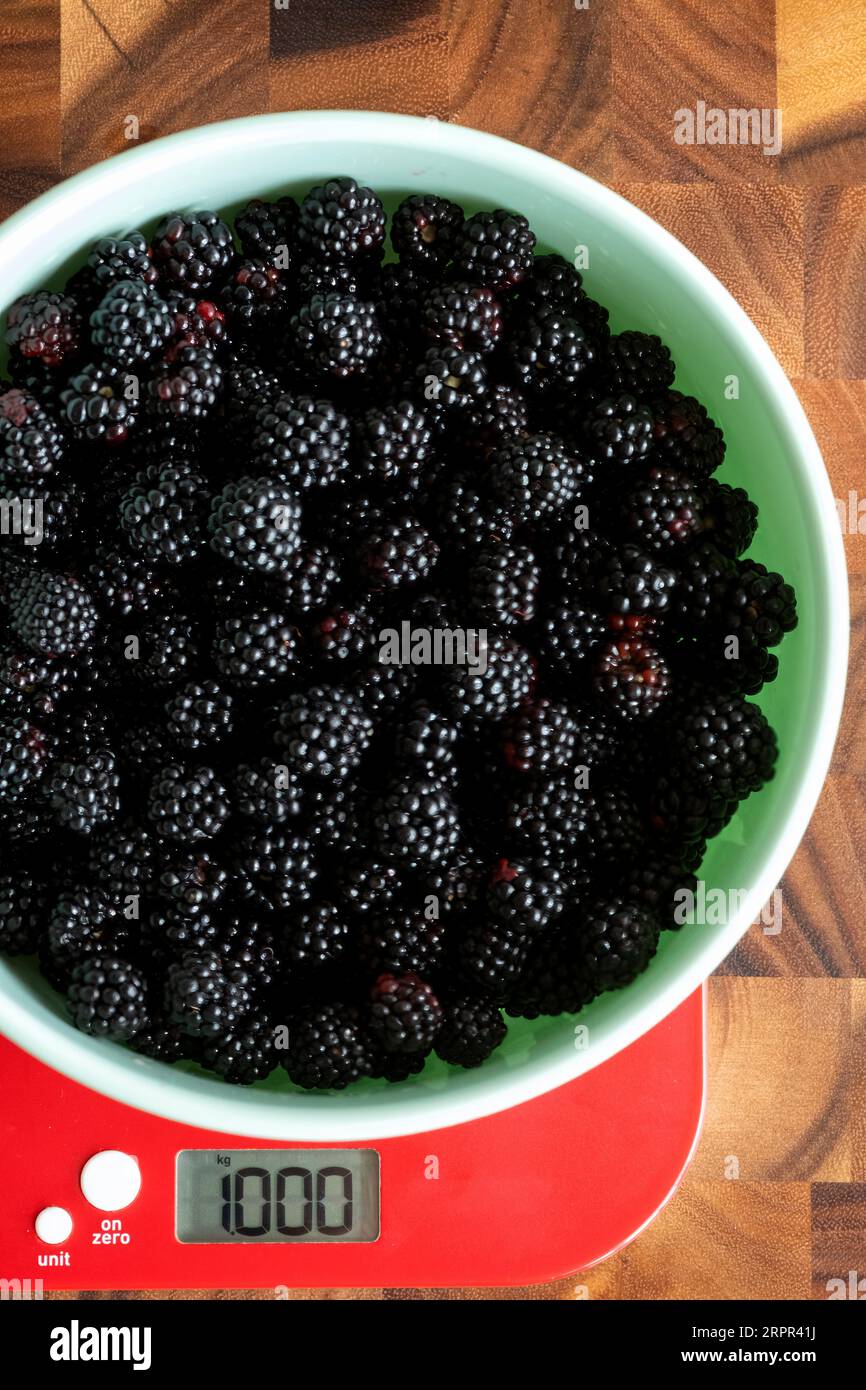 Ripe wild foraged English blackberries in a bowl being measured on a set of electronic kitchen scales. The blackberries weight is shown as 1kg exactly Stock Photo