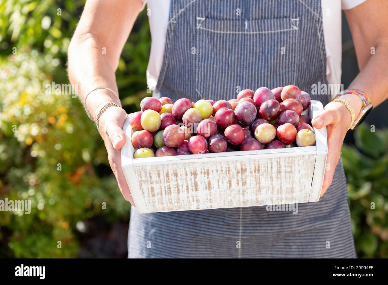 Ripe foraged British Damsons just picked from a wild growing Damson Tree Prunus Domestica. The damsons are shown in a wooden box ready for jam making Stock Photo