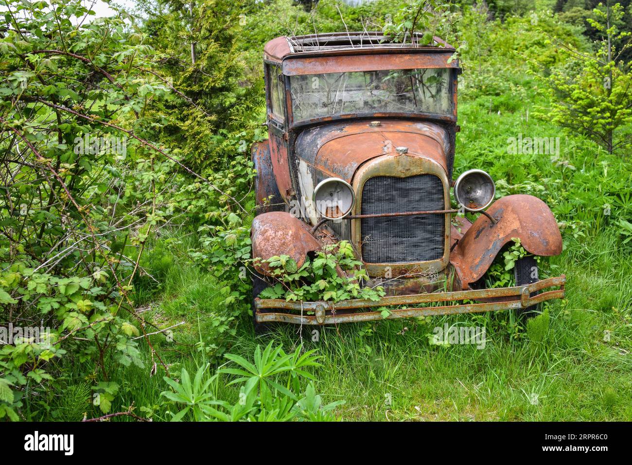 Abandoned car, rusting between green vegetation Stock Photo