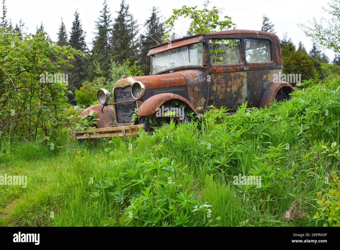 Abandoned car, rusting between green vegetation Stock Photo
