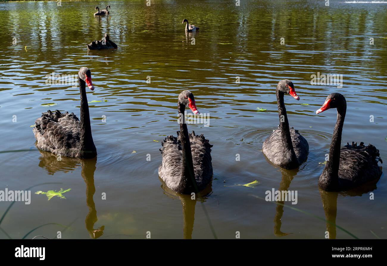 Swan Ruffed Large populations of swans hi-res stock photography and images - Alamy