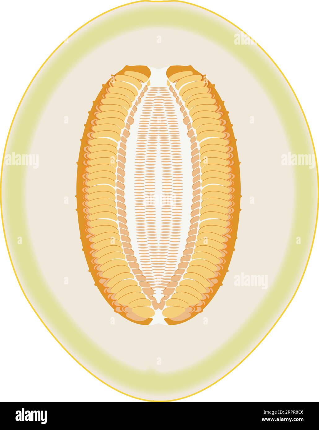 Canary Melon Cut In Half Stock Vector