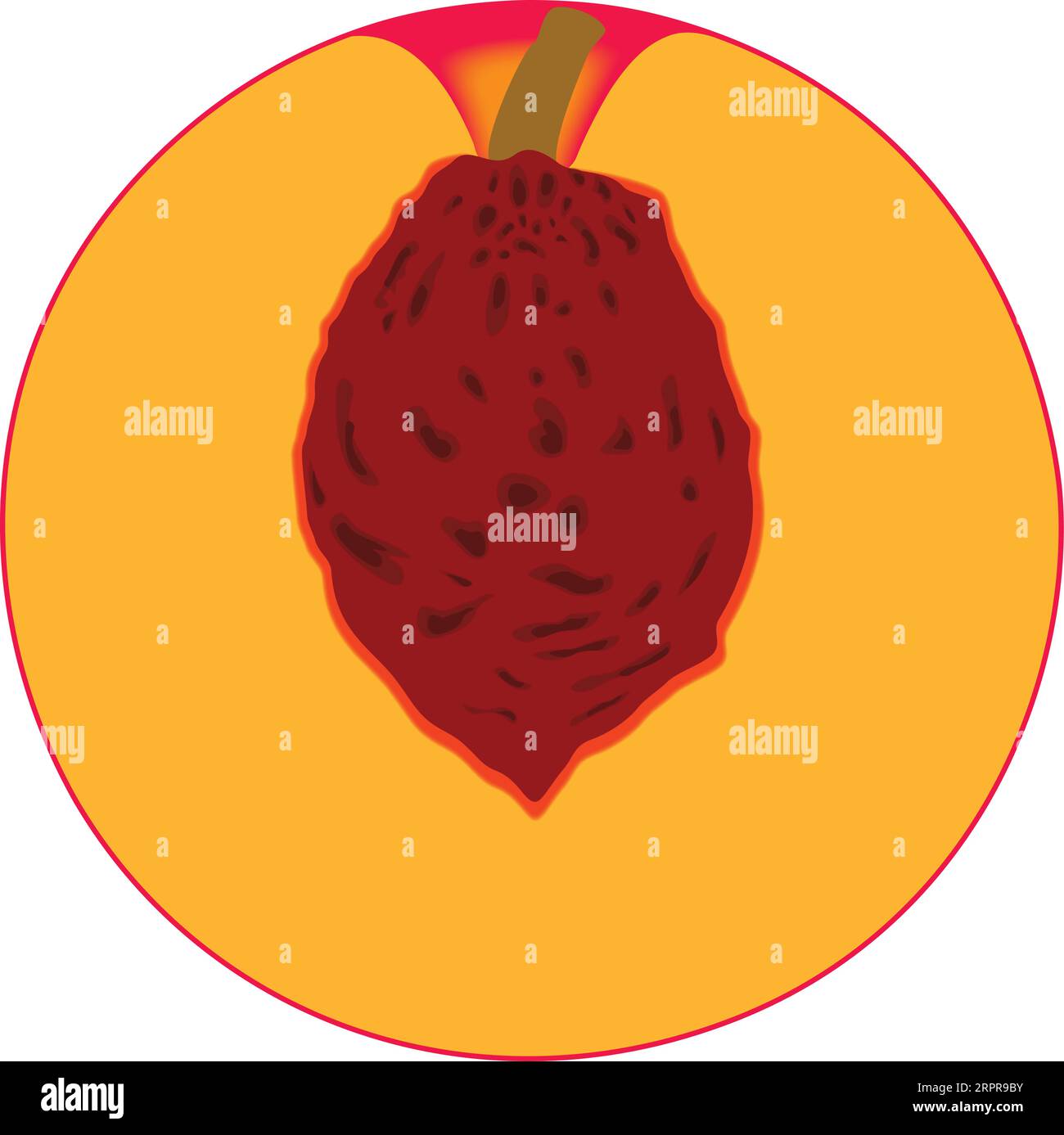 Peach Fruit Cut In Half Stock Vector Image & Art Alamy