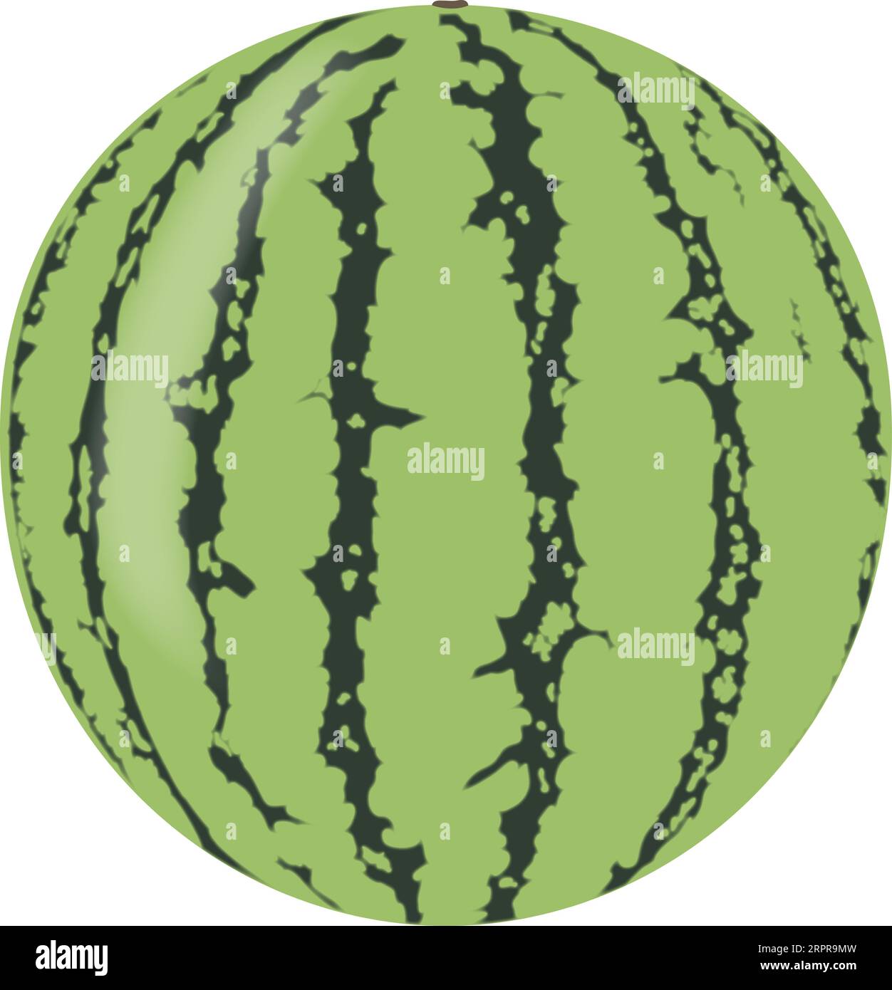 Single Whole Watermelon Stock Vector