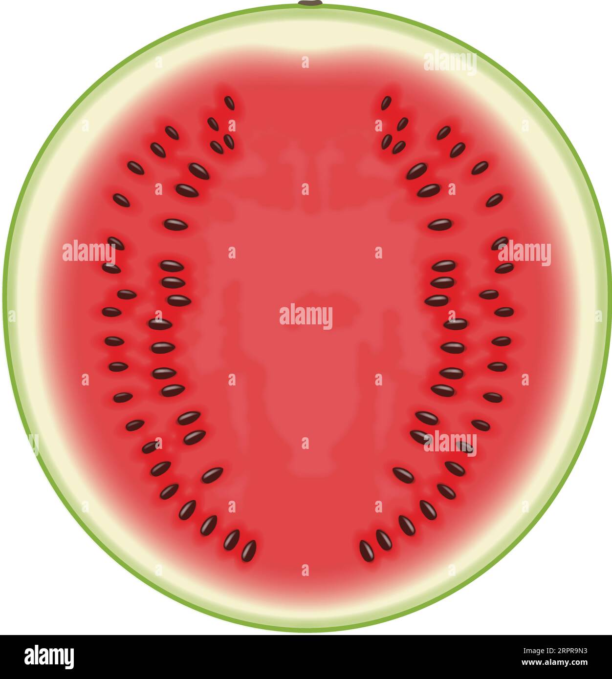 Watermelon Cut In Half Stock Vector