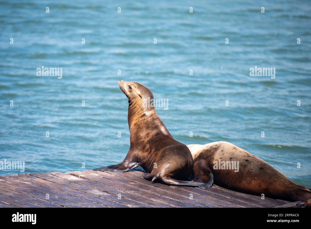 Sea Lions at Pier 39 in San Francisco Stock Photo