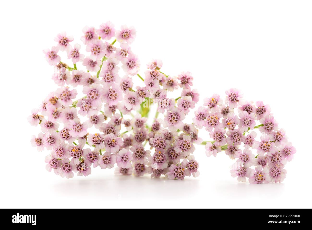 Pink yarrow flowers isolated on white background Stock Photo - Alamy