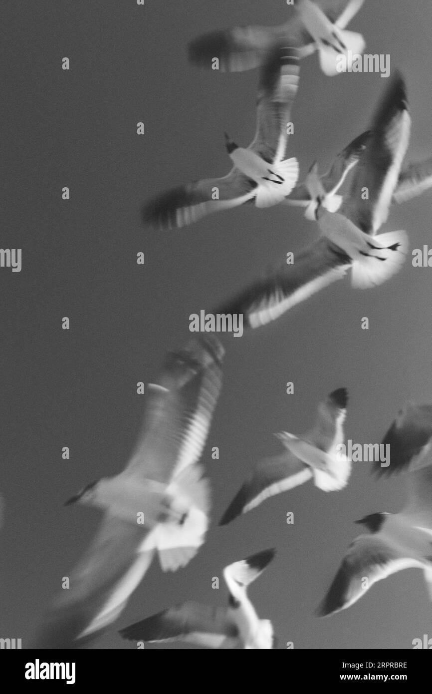 A large flock of birds soaring in perfect formation across a bright