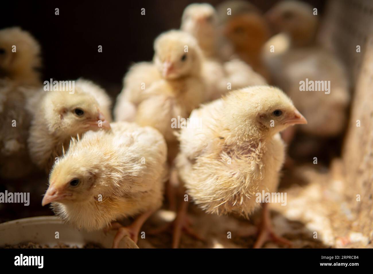 Detail of small yellow chickens inside of a wooden chicken coop Stock Photo