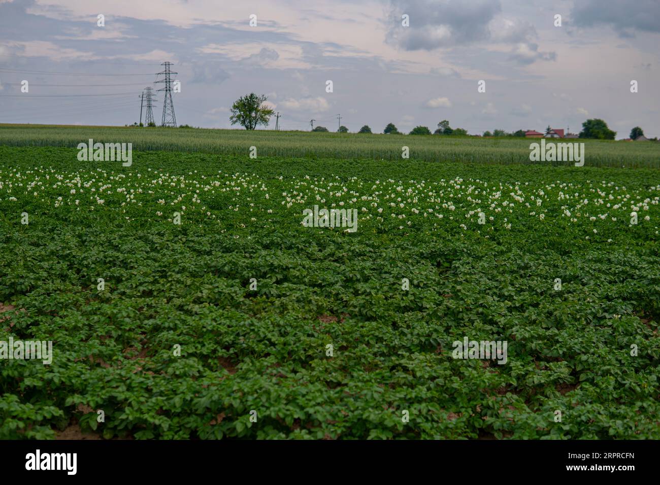 potatoes growing int he field during summer season Stock Photo
