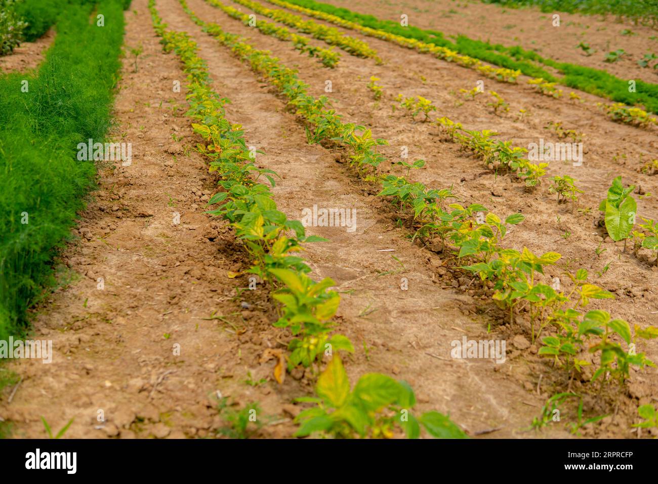 string bean growing in the field in straight rows Stock Photo