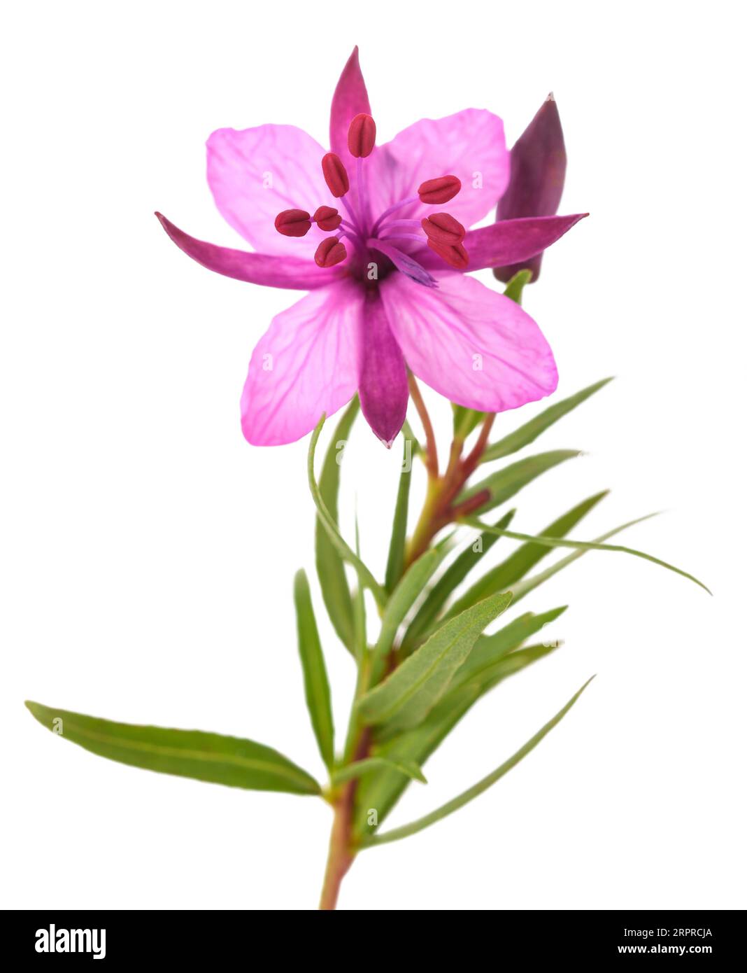 Willow Herb flower  isolated on white background Stock Photo