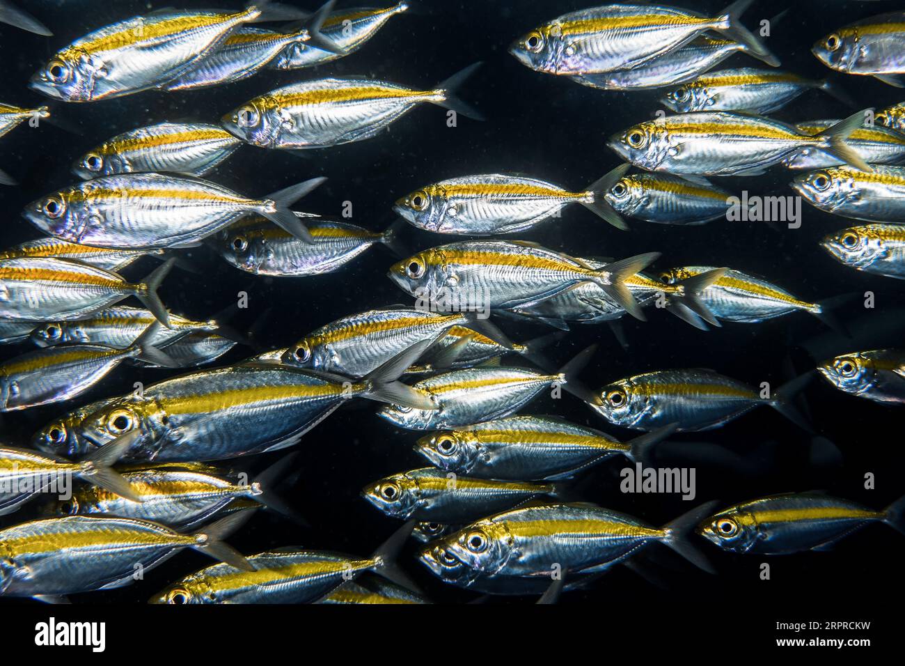A school of yellow-striped selar fish swimming together in unison Stock ...