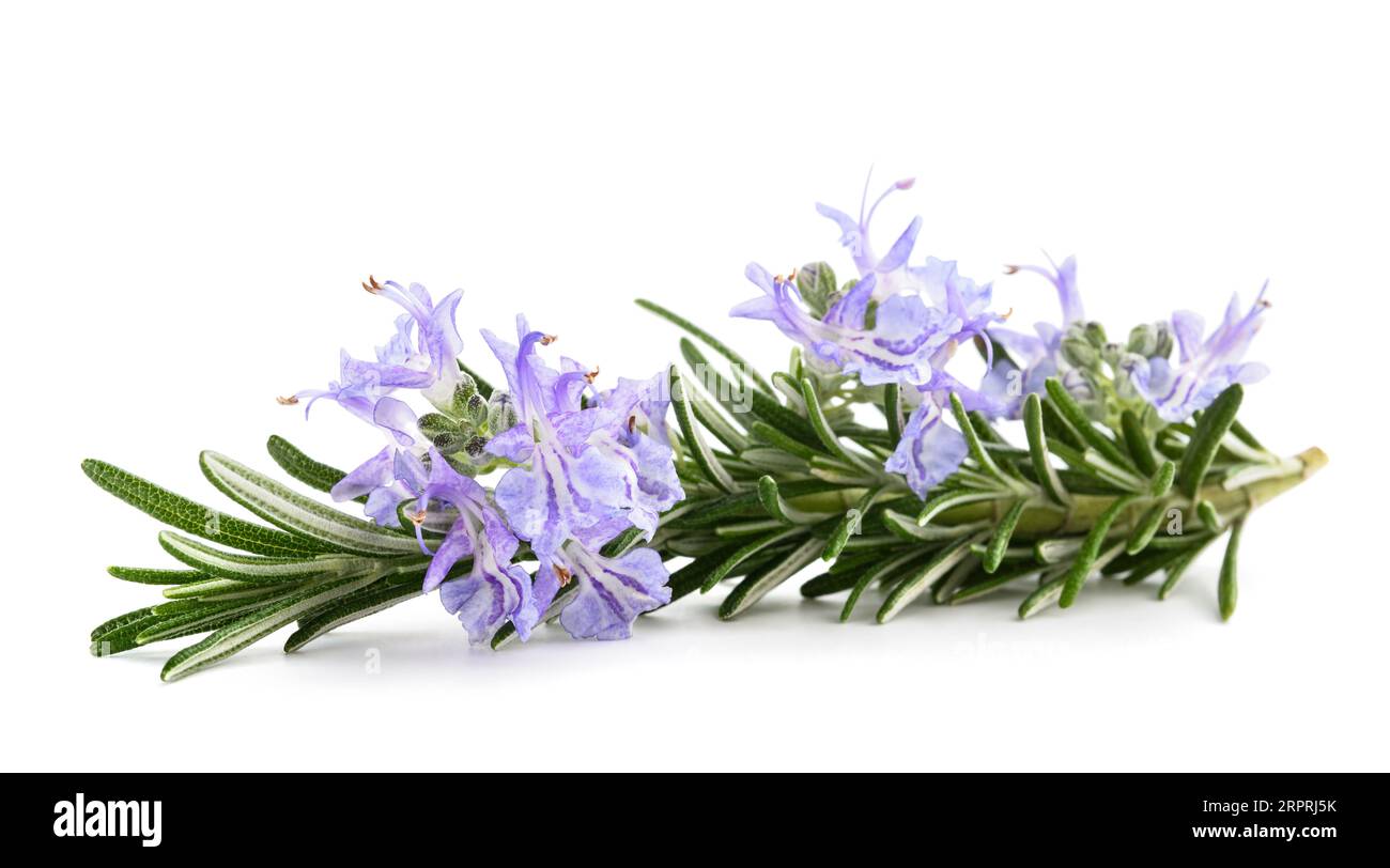 Rosemary in  flower isolated on white background Stock Photo