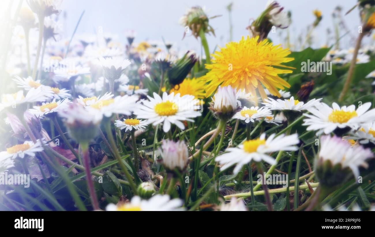 Garden wildflowers weeds hi-res stock photography and images - Alamy