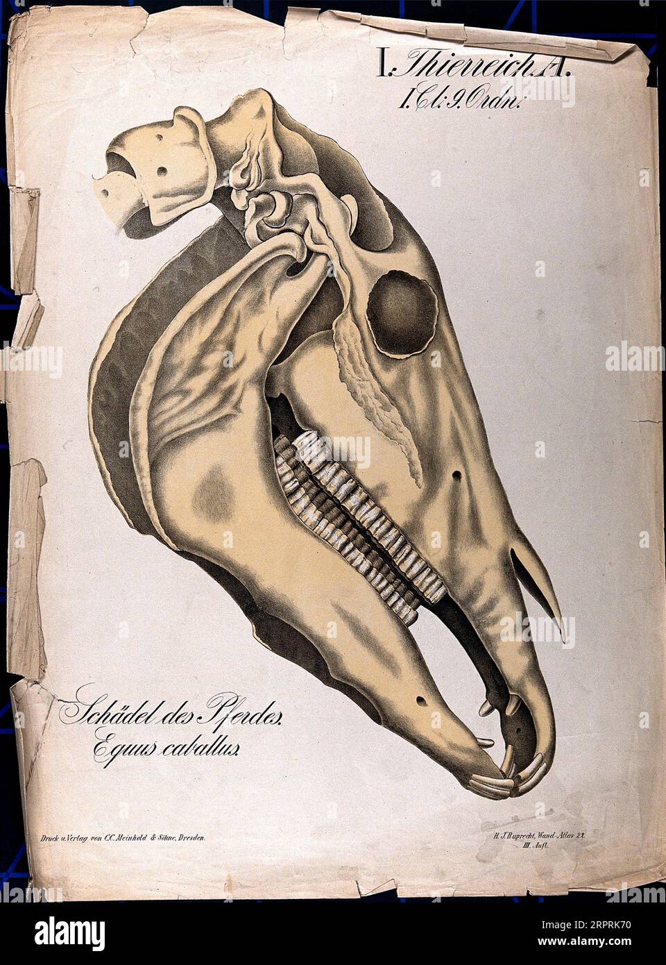 Skull of horse, chromolithograph 1877 by H.J. Ruprecht Stock Photo
