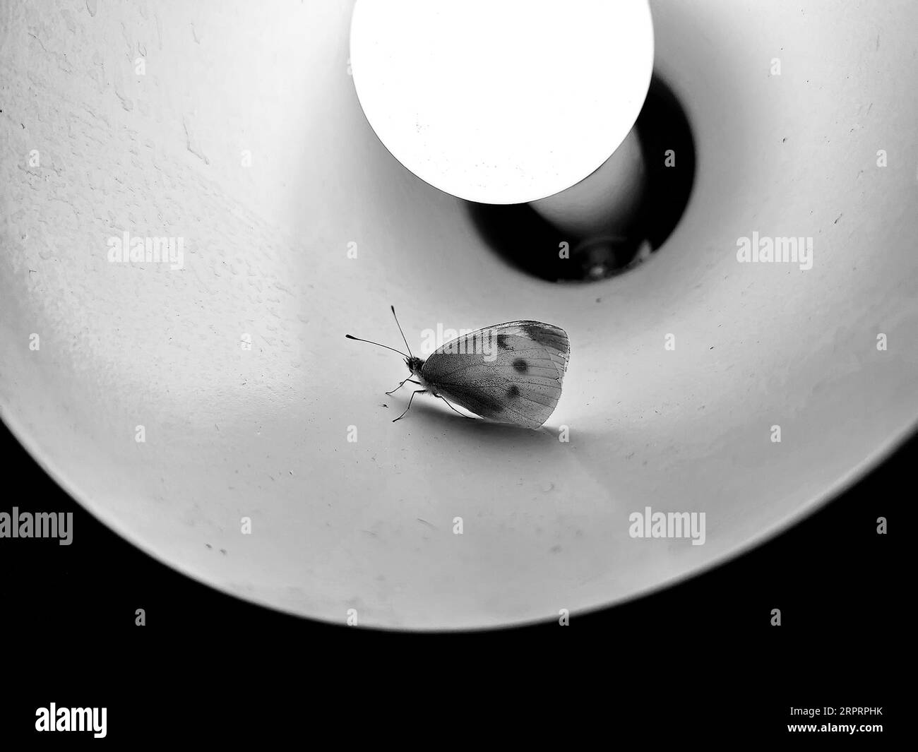 Graceful butterfly Black and White Stock Photos & Images - Alamy