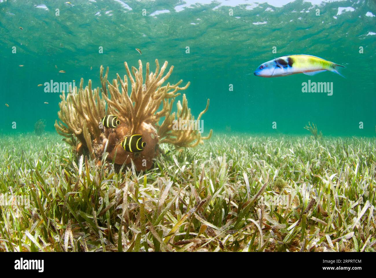 Blue head wrasse and sea rods in the Seagrass Stock Photo
